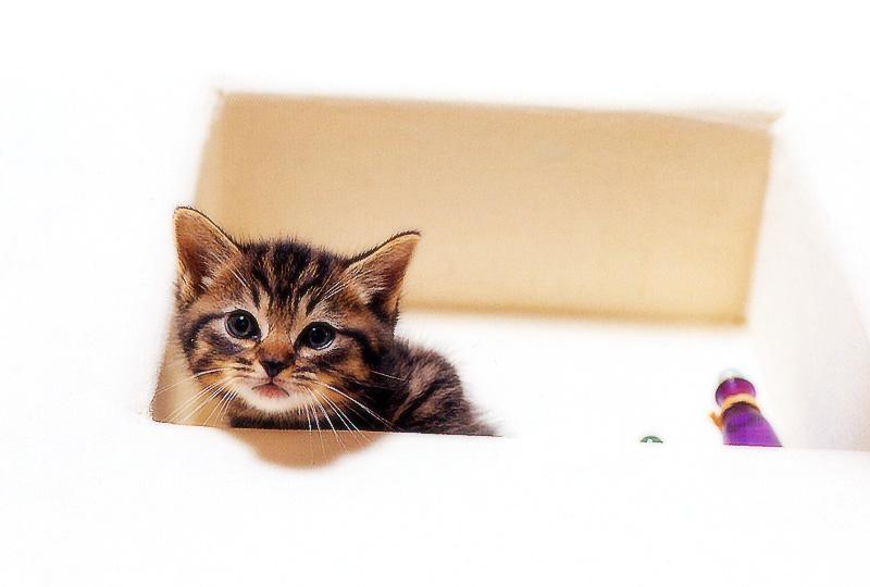 Kametaro's Cats Collection: Pure Cats Vol. 17 - Kitten - 197; DISPLAY FULL IMAGE.