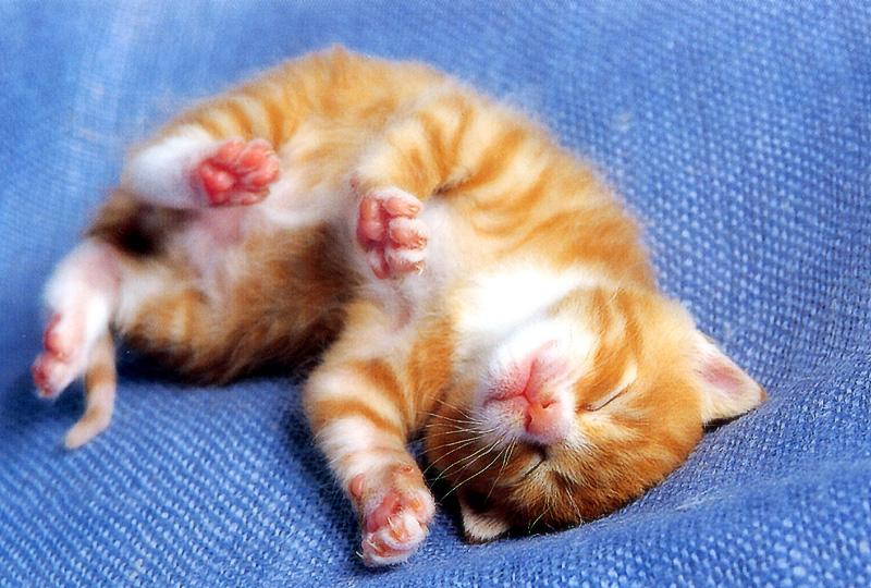Kametaro's Cats Collection: Pure Cats Vol. 17 - Kitten - 198; DISPLAY FULL IMAGE.