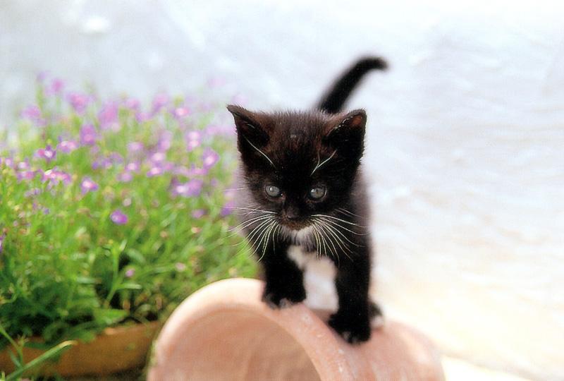 Kametaro's Cats Collection: Pure Cats Vol. 17 - Kitten - 200; DISPLAY FULL IMAGE.