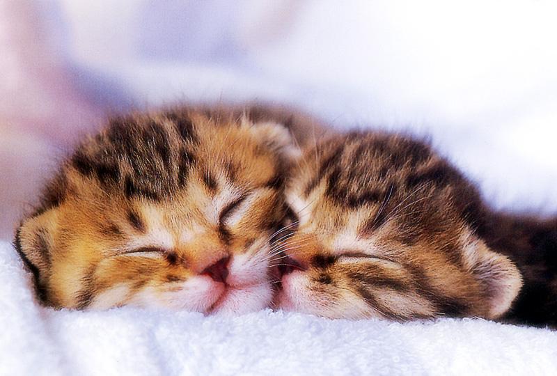 Kametaro's Cats Collection: Pure Cats Vol. 17 - Kitten - 201; DISPLAY FULL IMAGE.