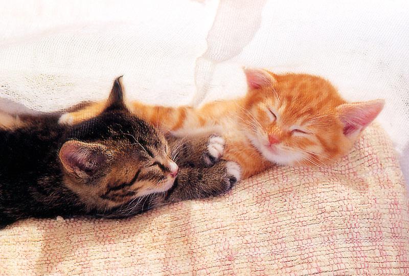 Kametaro's Cats Collection: Pure Cats Vol. 17 - Kitten - 203; DISPLAY FULL IMAGE.