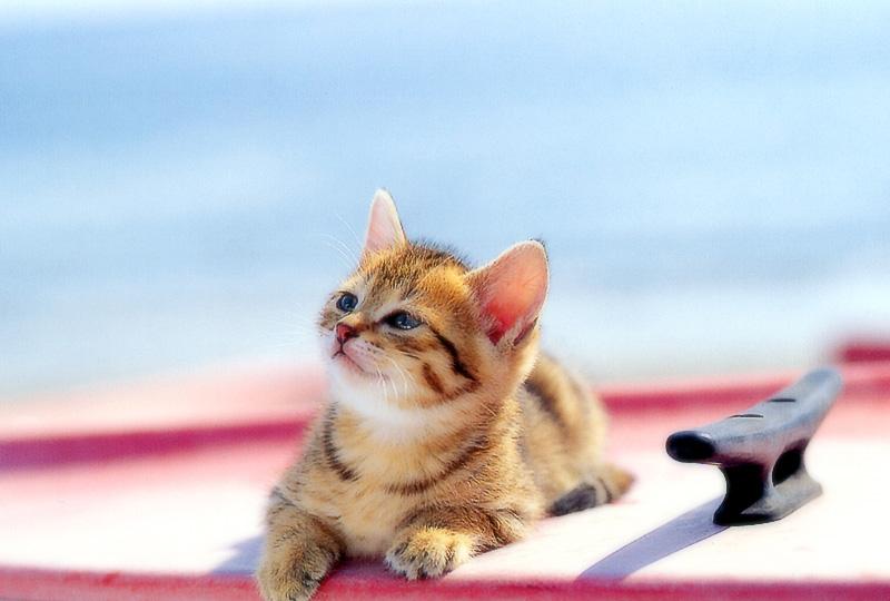 Kametaro's Cats Collection: Pure Cats Vol. 17 - Kitten - 204; DISPLAY FULL IMAGE.