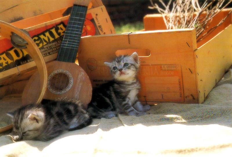 Kametaro's Cats Collection: Pure Cats Vol. 18~20 - Kitten - 210; DISPLAY FULL IMAGE.