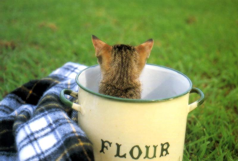 Kametaro's Cats Collection: Pure Cats Vol. 18~20 - Kitten - 211; DISPLAY FULL IMAGE.