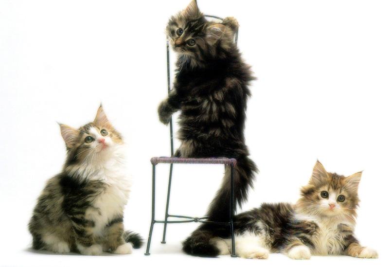 Kametaro's Cats Collection: Pure Cats Vol. 18~20 - Kitten - 214; DISPLAY FULL IMAGE.
