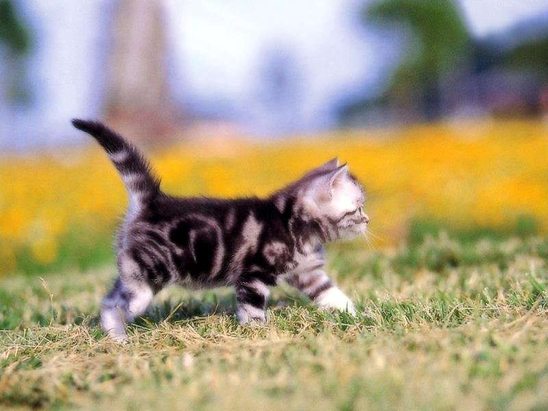 Kametaro's Cats Collection: Pure Cats Vol. 18~20 - Kitten - 220; DISPLAY FULL IMAGE.