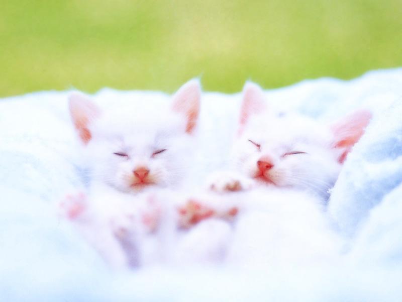 Kametaro's Cats Collection: Pure Cats Vol. 18~20 - Kitten - 223; DISPLAY FULL IMAGE.