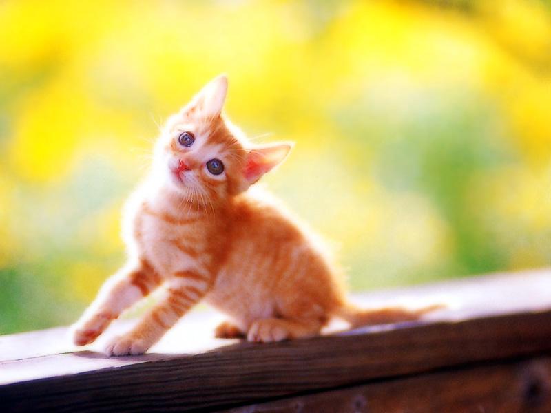 Kametaro's Cats Collection: Pure Cats Vol. 18~20 - Kitten - 224; DISPLAY FULL IMAGE.