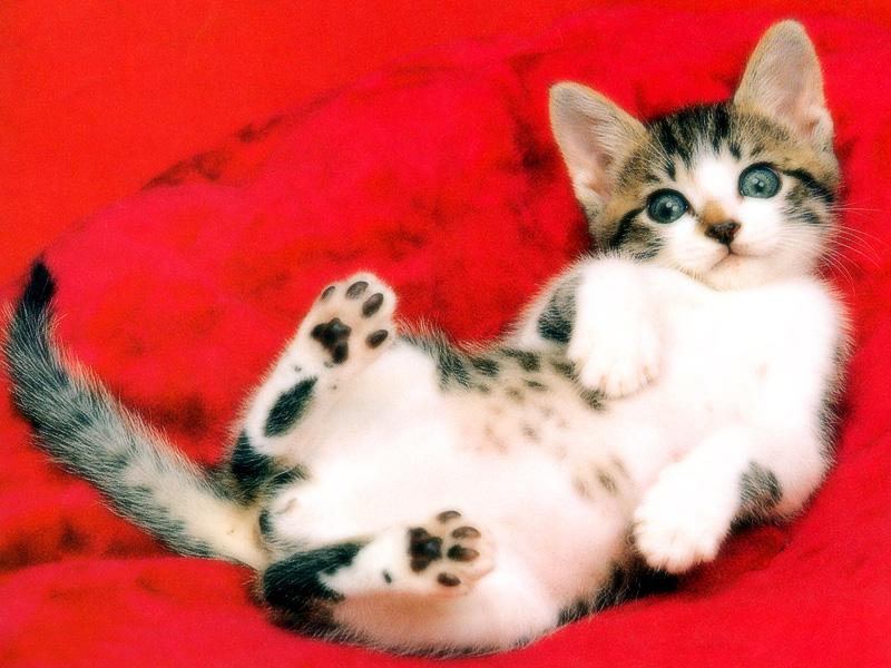 Kametaro's Cats Collection: Pure Cats Vol. 18~20 - Kitten - 225; DISPLAY FULL IMAGE.