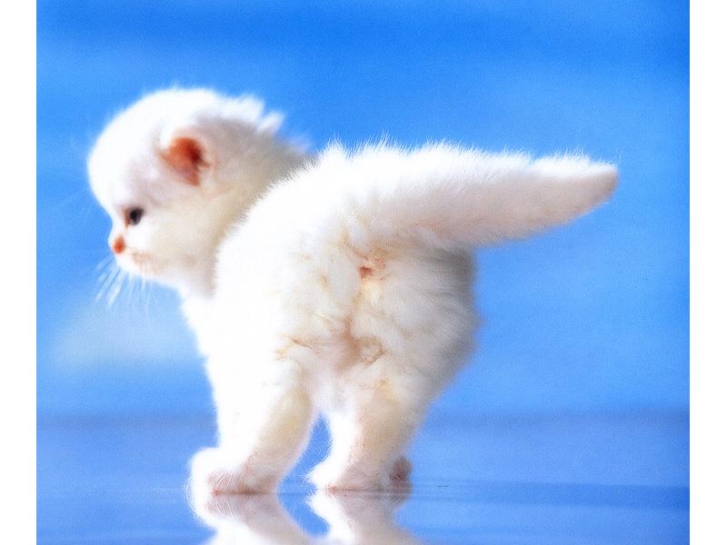 Kametaro's Cats Collection: Pure Cats Vol. 18~20 - Kitten - 232; DISPLAY FULL IMAGE.
