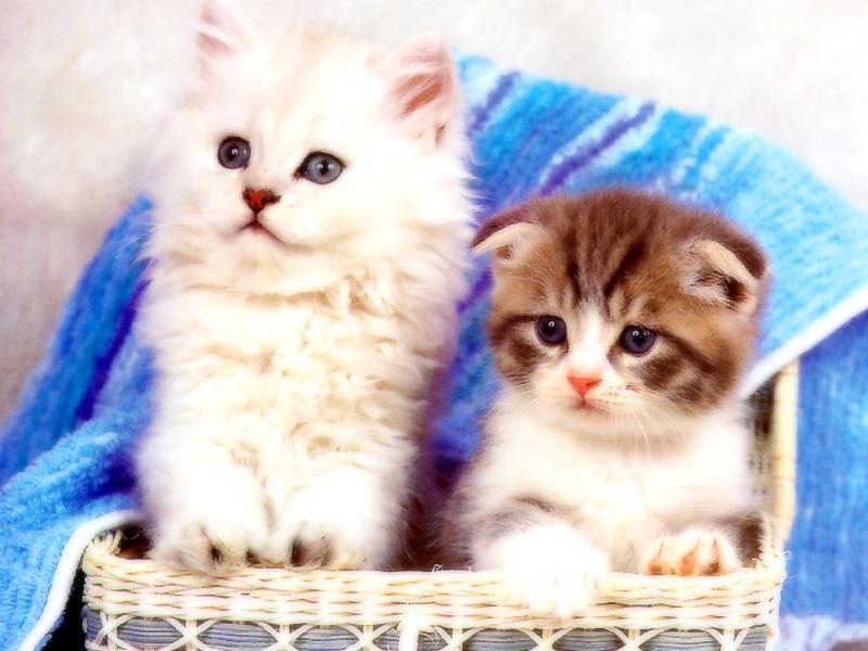 Kametaro's Cats Collection: Pure Cats Vol. 18~20 - Kitten - 234; DISPLAY FULL IMAGE.