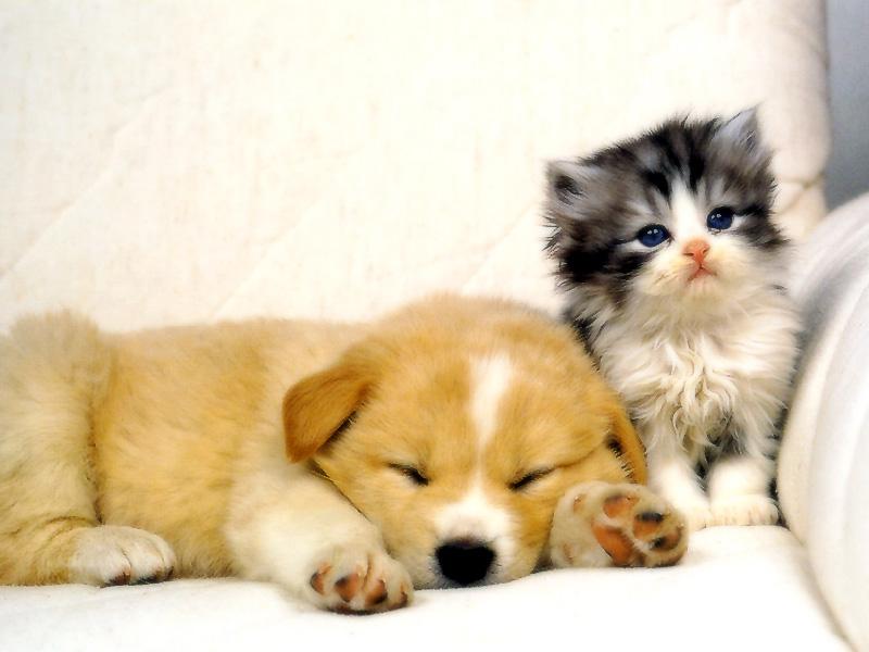 Kametaro's Cats Collection: Pure Cats Vol. 18~20 - Kitten - 237; DISPLAY FULL IMAGE.