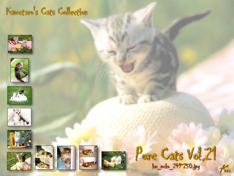 Kametaro's Cats Collection: Pure Cats Vol. 21 - Kitten - Index; DISPLAY FULL IMAGE.