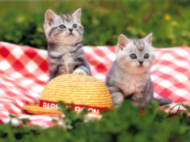 Kametaro's Cats Collection: Pure Cats Vol. 21 - Kitten - 241; DISPLAY FULL IMAGE.