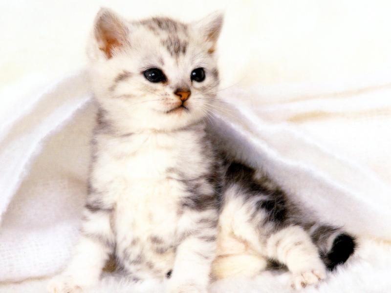 Kametaro's Cats Collection: Pure Cats Vol. 21 - Kitten - 244; DISPLAY FULL IMAGE.
