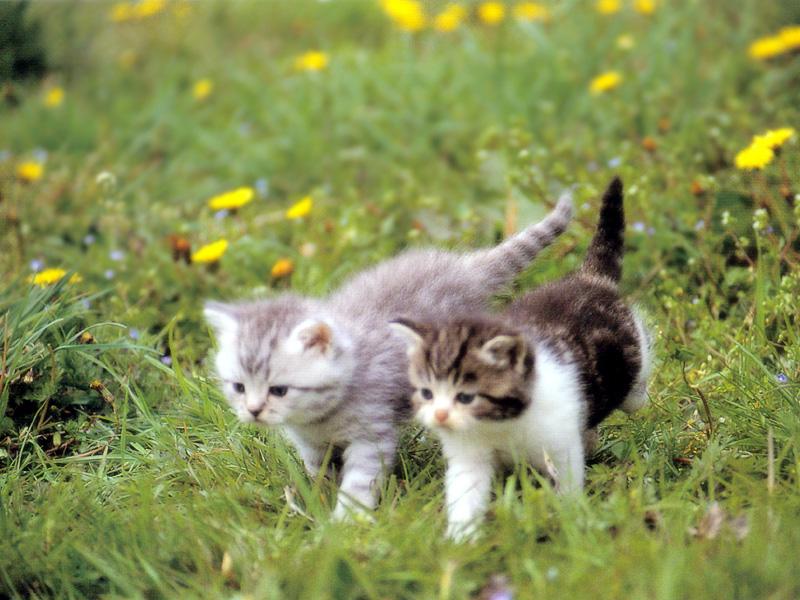 Kametaro's Cats Collection: Pure Cats Vol. 22 - Kitten - 255; DISPLAY FULL IMAGE.