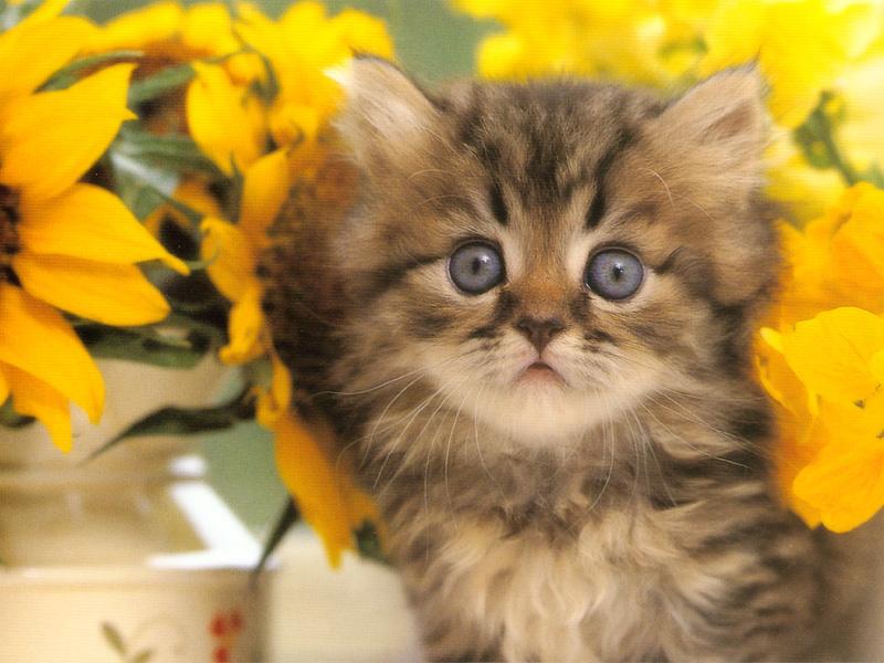 Kametaro's Cats Collection: Pure Cats Vol. 22 - Kitten - 256; DISPLAY FULL IMAGE.