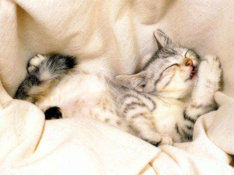 Kametaro's Cats Collection: Pure Cats Vol. 22 - Kitten - 257; DISPLAY FULL IMAGE.