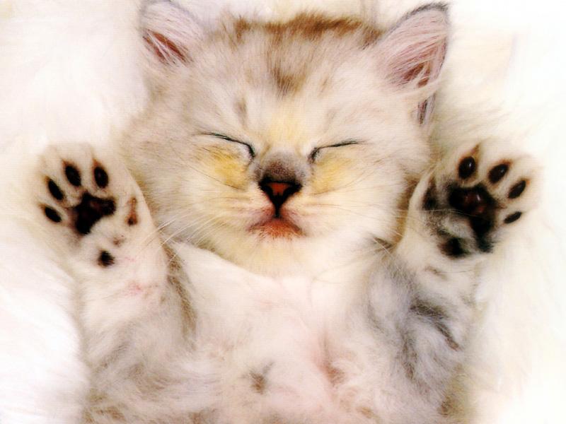 Kametaro's Cats Collection: Pure Cats Vol. 22 - Kitten - 259; DISPLAY FULL IMAGE.