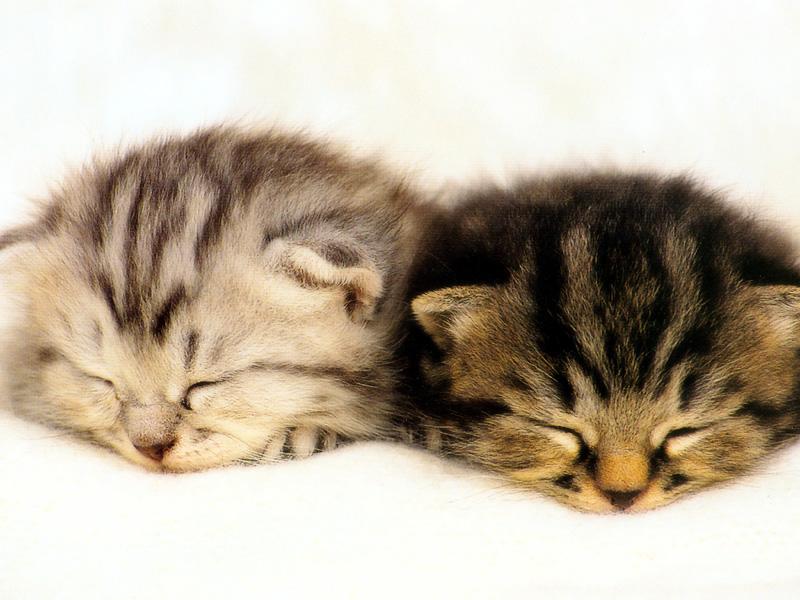 Kametaro's Cats Collection: Pure Cats Vol. 22 - Kitten - 260; DISPLAY FULL IMAGE.