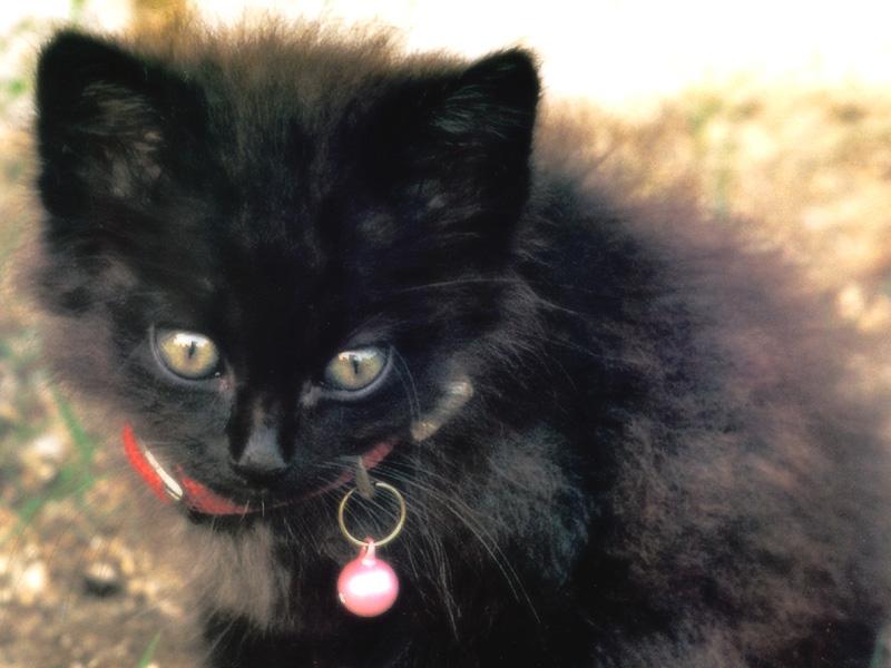 Kametaro's Cats Collection: Pure Cats Vol. 23~ - Kitten - 266; DISPLAY FULL IMAGE.