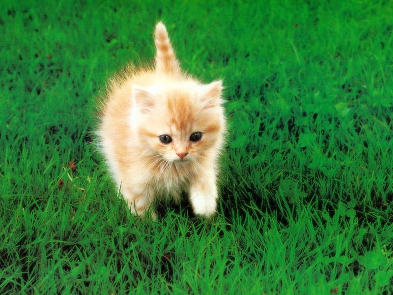 Kametaro's Cats Collection: Pure Cats Vol. 23~ - Kitten - 267; DISPLAY FULL IMAGE.