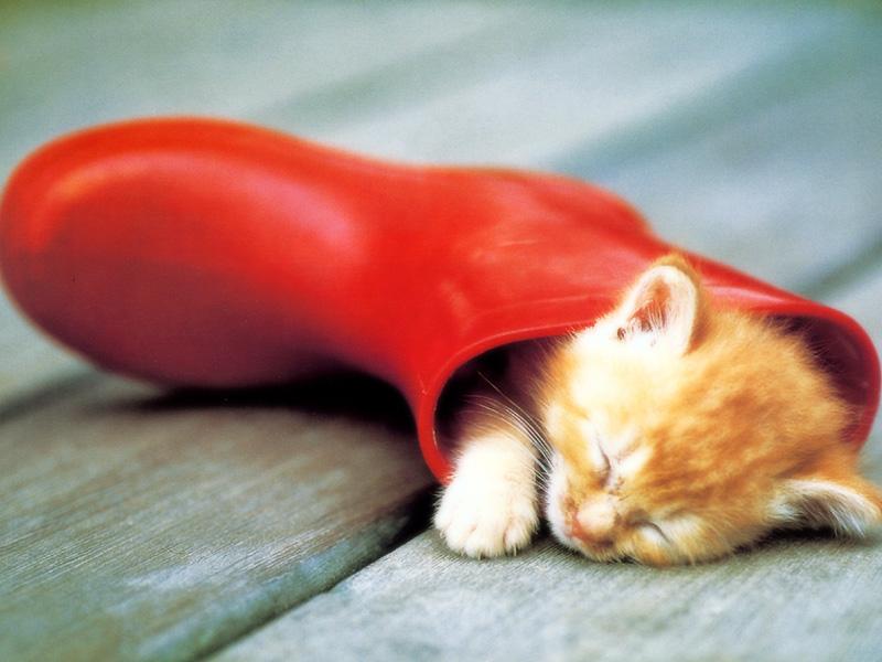 Kametaro's Cats Collection: Pure Cats Vol. 23~ - Kitten - 268; DISPLAY FULL IMAGE.
