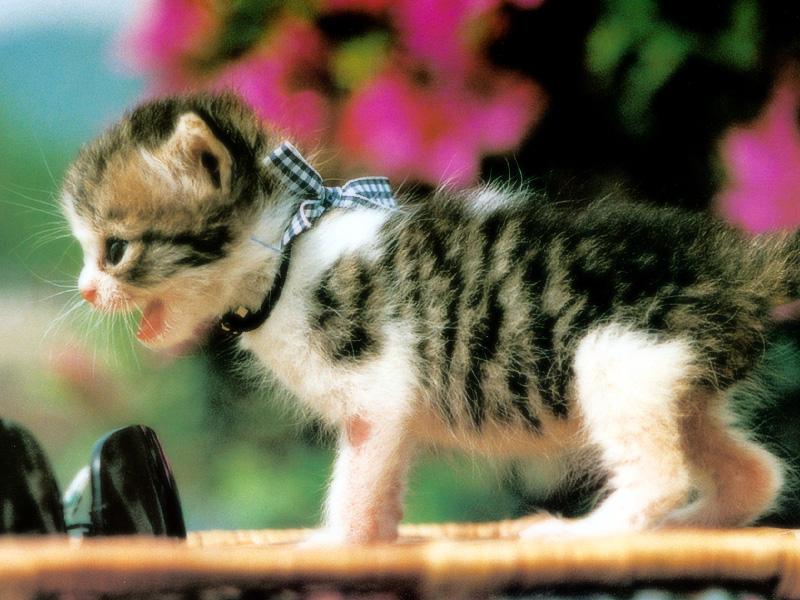 Kametaro's Cats Collection: Pure Cats Vol. 23~ - Kitten - 270; DISPLAY FULL IMAGE.