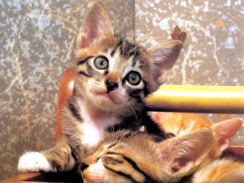Kametaro's Cats Collection: Pure Cats Vol. 23~ - Kitten - 288; DISPLAY FULL IMAGE.