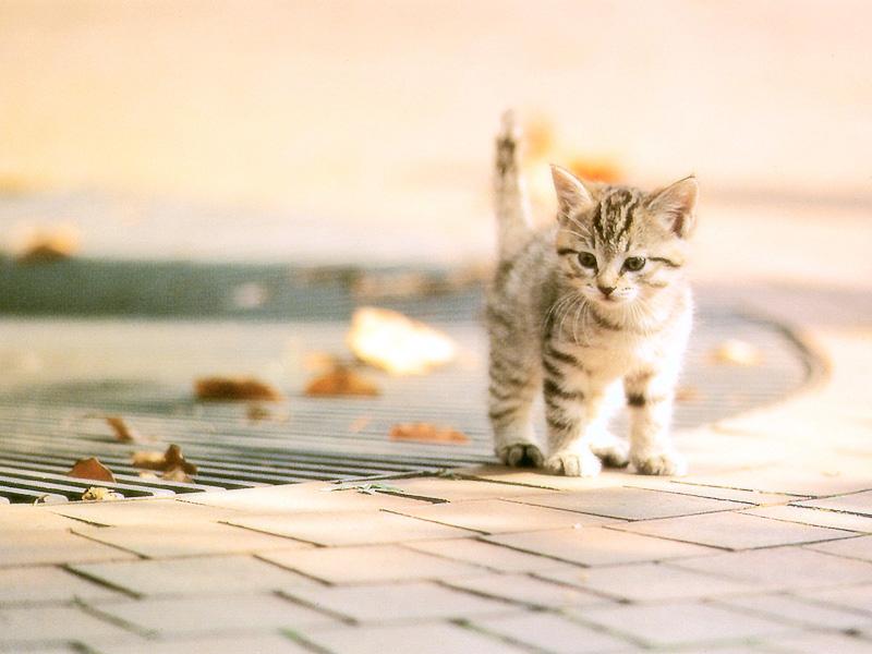 Kametaro's Cats Collection: Pure Cats Vol. 23~ - Kitten - 9006 (extra?); DISPLAY FULL IMAGE.