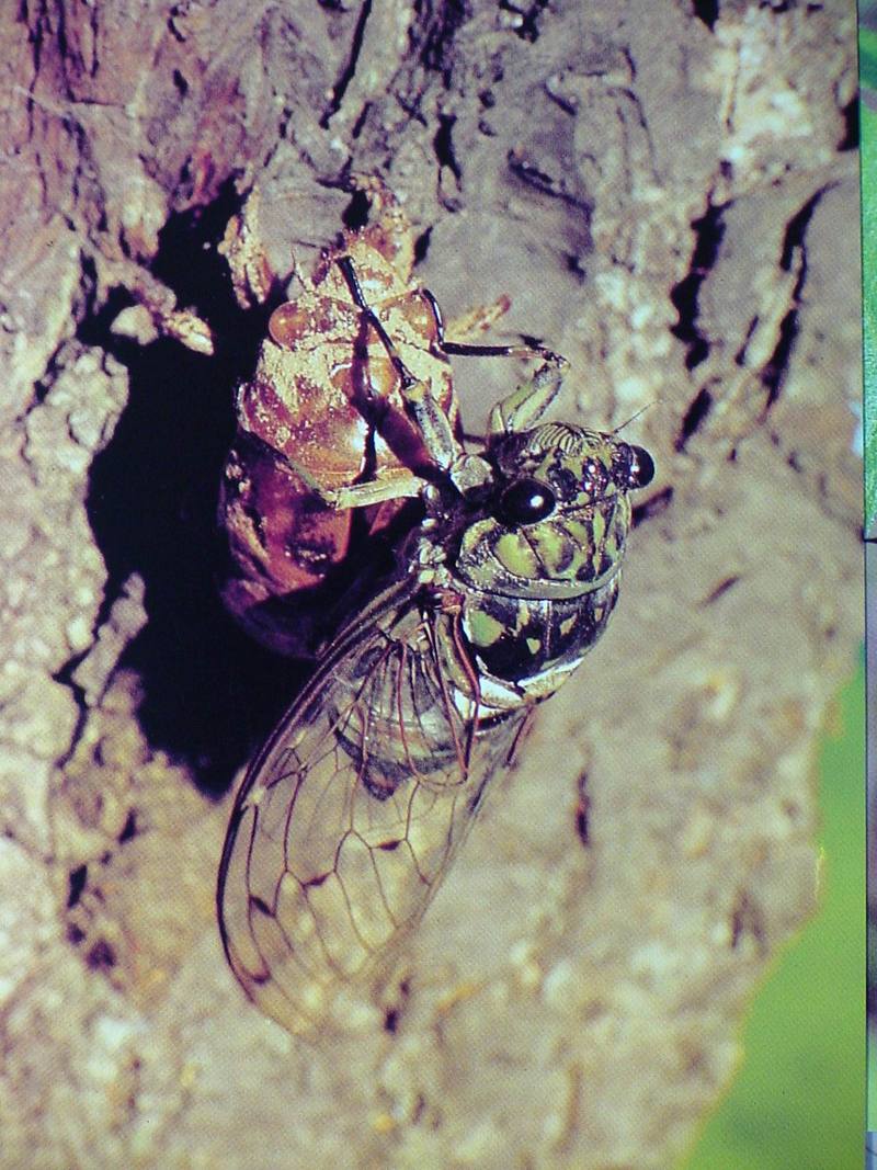 POSTCARD: Korean dusky cicada; DISPLAY FULL IMAGE.