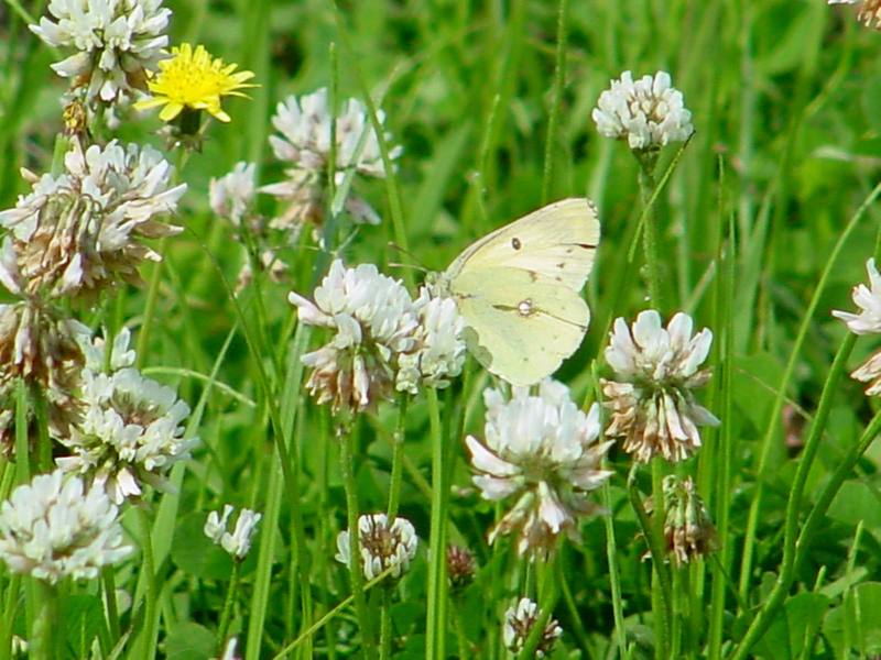 노랑나비 Colias erate (Eastern Pale Clouded Yellow); DISPLAY FULL IMAGE.