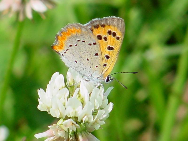 Small Copper (작은주홍부전나비); DISPLAY FULL IMAGE.