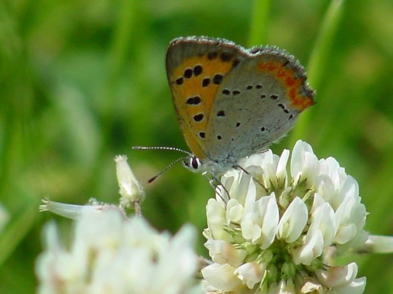 Small Copper (작은주홍부전나비); DISPLAY FULL IMAGE.