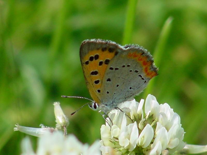 Small Copper (작은주홍부전나비); DISPLAY FULL IMAGE.