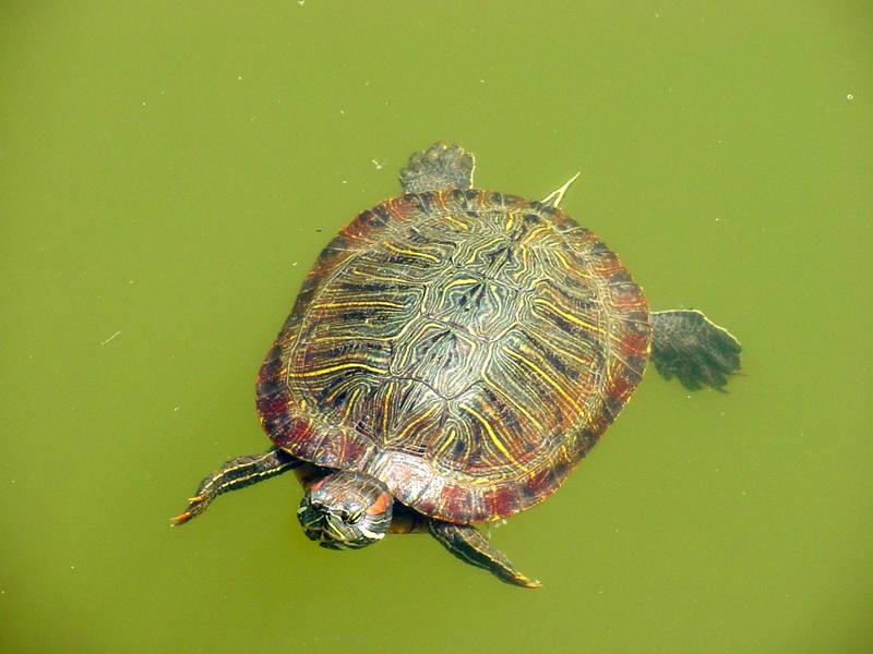 Red-eared pond slider (청거북); DISPLAY FULL IMAGE.