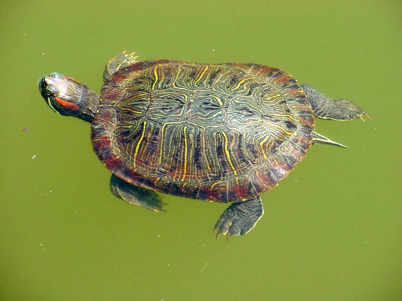 Red-eared pond slider (청거북); DISPLAY FULL IMAGE.