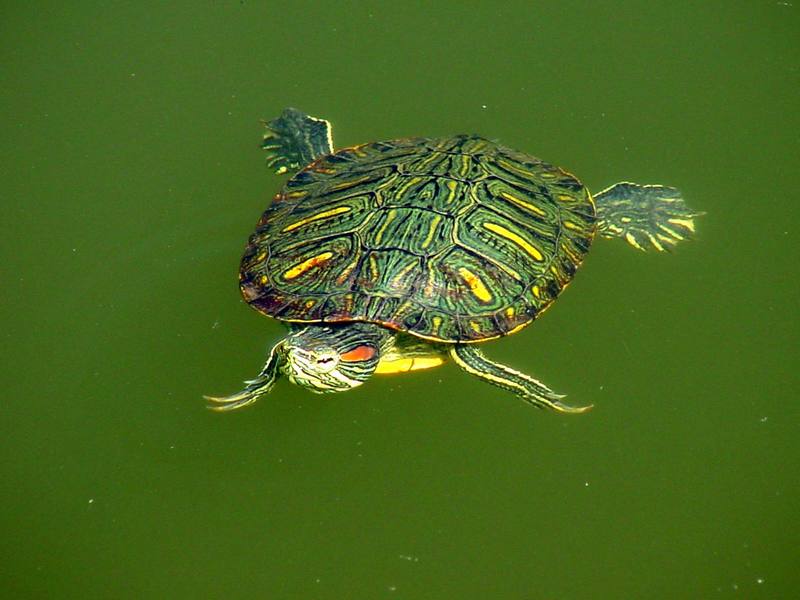 Red-eared pond slider (청거북); DISPLAY FULL IMAGE.