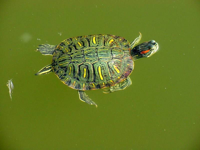 Red-eared pond slider (청거북); DISPLAY FULL IMAGE.