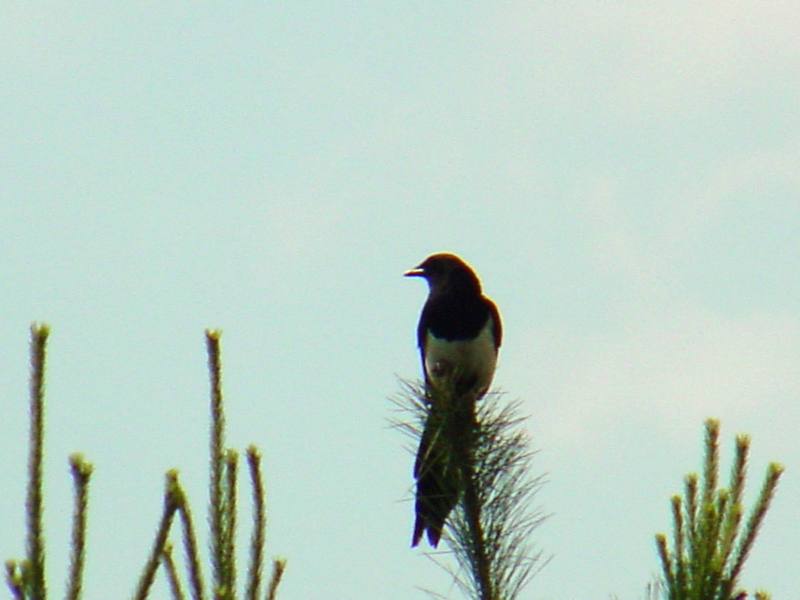 Black-billed Magpie (까치); DISPLAY FULL IMAGE.