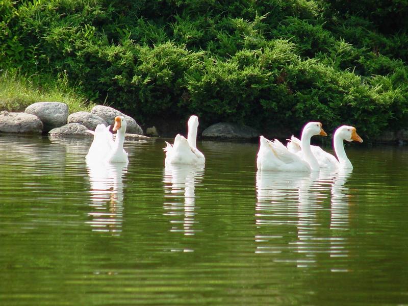 중국거위 Anser cygnoides (Swan Goose); DISPLAY FULL IMAGE.