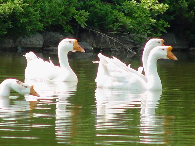 중국거위 Anser cygnoides (Swan Geese); DISPLAY FULL IMAGE.