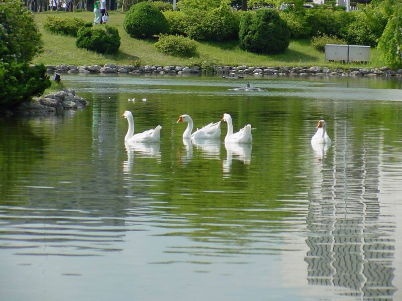 중국거위 Anser cygnoides (Swan Geese); DISPLAY FULL IMAGE.