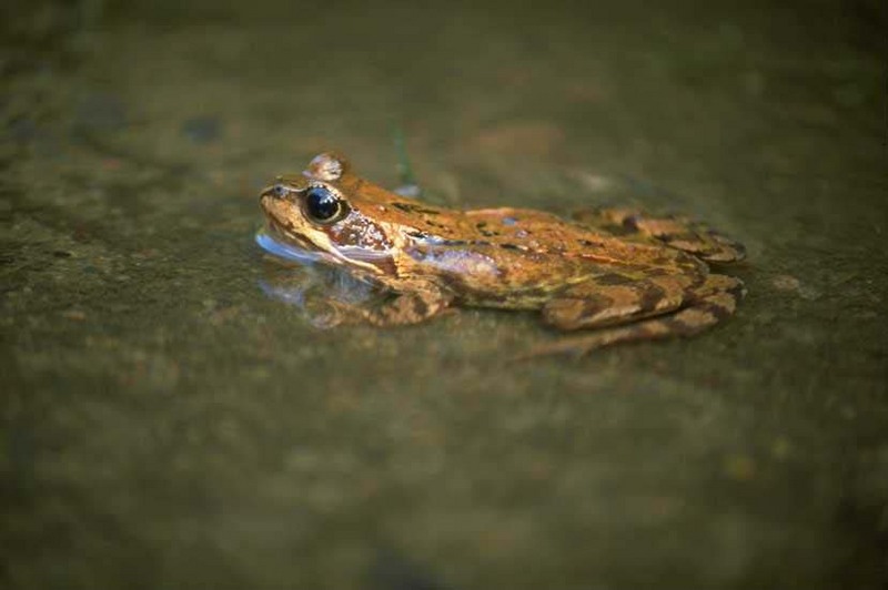 Toad? (unidentified); DISPLAY FULL IMAGE.