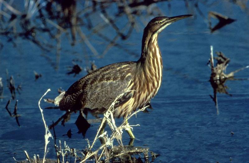 American bittern - Botaurus lentiginosus; DISPLAY FULL IMAGE.