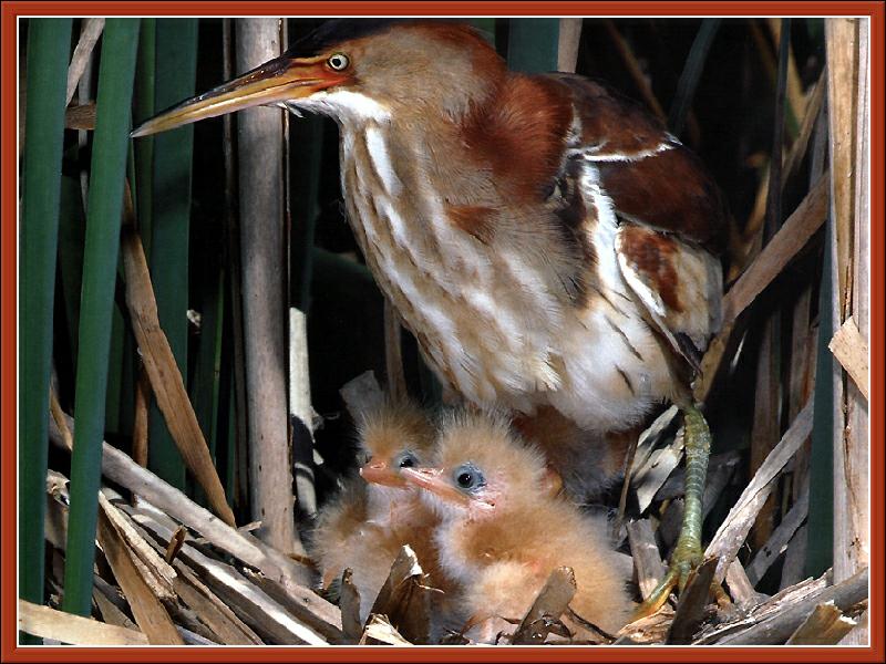 Petit butor (Least Bittern); DISPLAY FULL IMAGE.