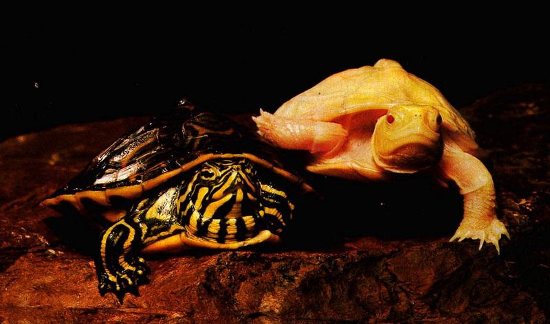 [Albino] Albino Turtle; DISPLAY FULL IMAGE.