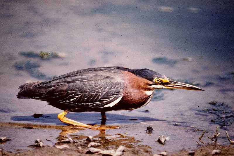 Little green heron (Butorides virescens); DISPLAY FULL IMAGE.