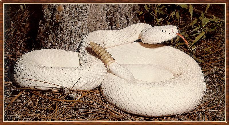 [Albino] leucistic Eastern Diamondback Rattler; DISPLAY FULL IMAGE.