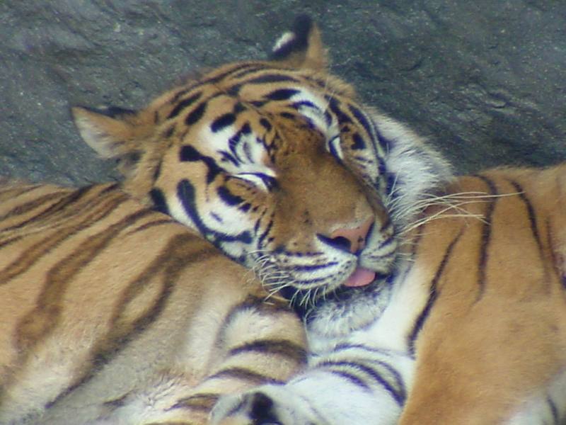 Siberian Tigers {!--시베리아호랑이-->; DISPLAY FULL IMAGE.